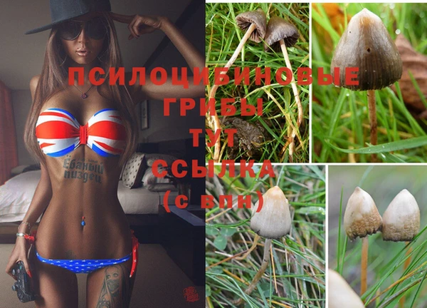 прущие грибы Волоколамск